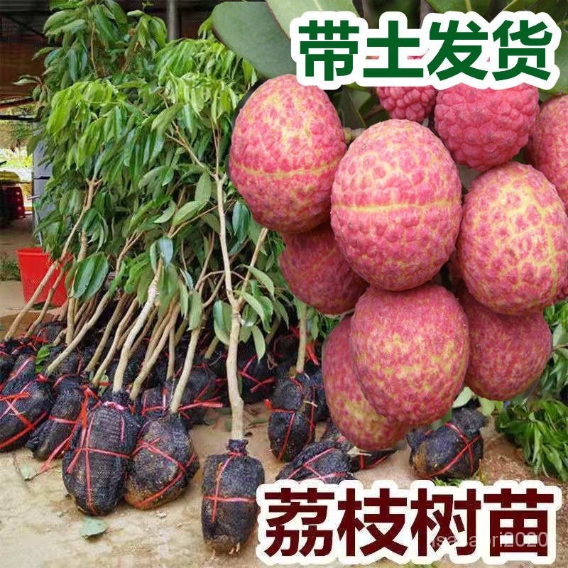 【Ready Stock】Balcony planting【快来选你喜欢的水果苗吧】南北方种植糯米糍荔枝树无核荔枝树苗嫁接荔枝树苗广西妃子笑桂 ...