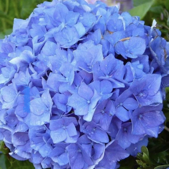 花圃花灌木- 9275 - Monrovia - 蓝花
