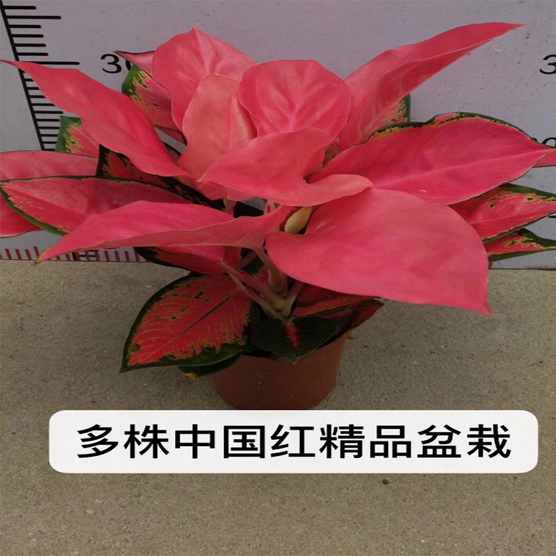 Geely Chinese Red Bonsai Indoor Ruyi Queen Flower LeafWatching Plant