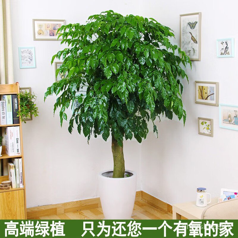 Yuan Potted Plant Christmas Tree Indoor Su Yi Potted Plant Evergreen