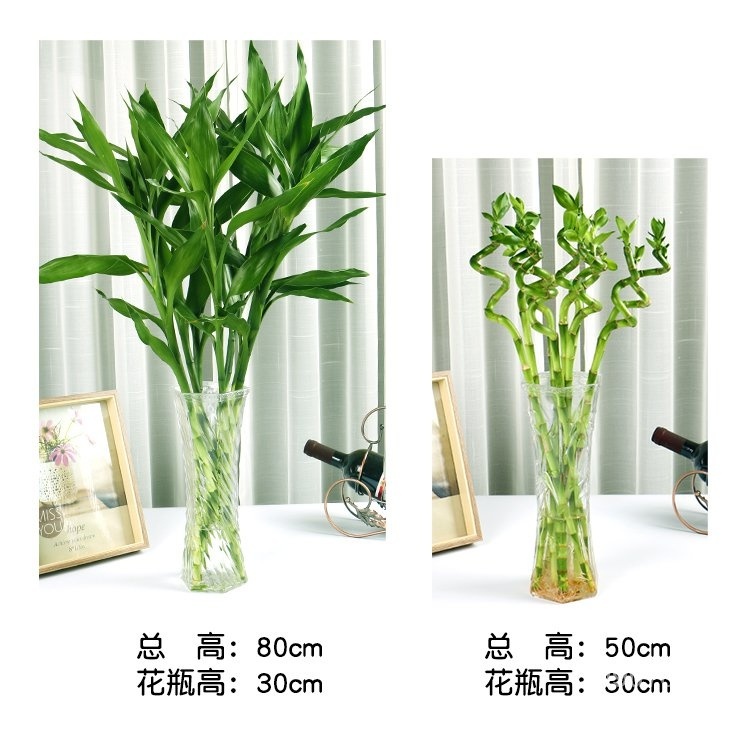 Plants that are truly alive 活着的植物花卉富贵竹盆栽转运芽欧室内花节节高客厅水培植物水养开运竹绿植 ...