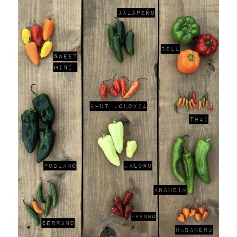 Biji Benih Chili / Lada pelbagai jenis ( 15~30 biji per pack ) | Shopee ...