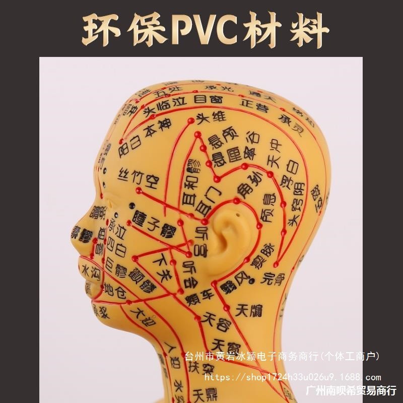 Q-8/Acupuncture Point Human Body Model Full Body Home Use Traditional ...