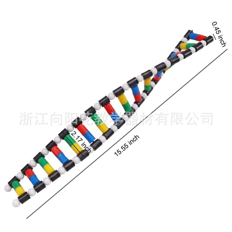 Contact seller 】Factory Sales33307 DNA Double Helix Structure Model ...