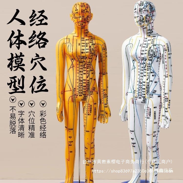 Q-8/Traditional Chinese Medicine Acupuncture Point Human Body Model ...