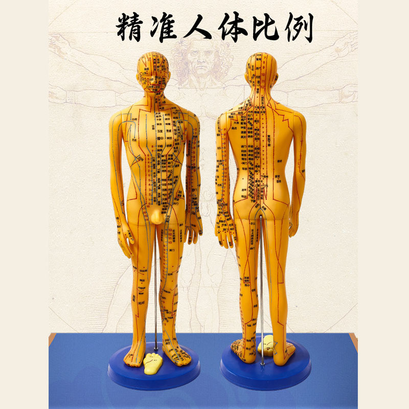 Q-8/Traditional Chinese Medicine Acupuncture Point Human Body Model ...