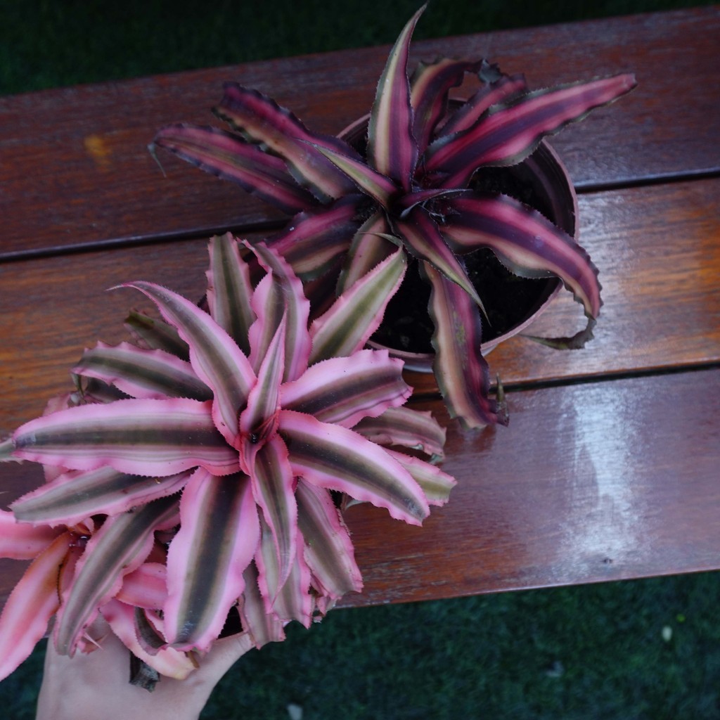 姬凤梨 Cryptanthus |Old Man Garden | Shopee Malaysia