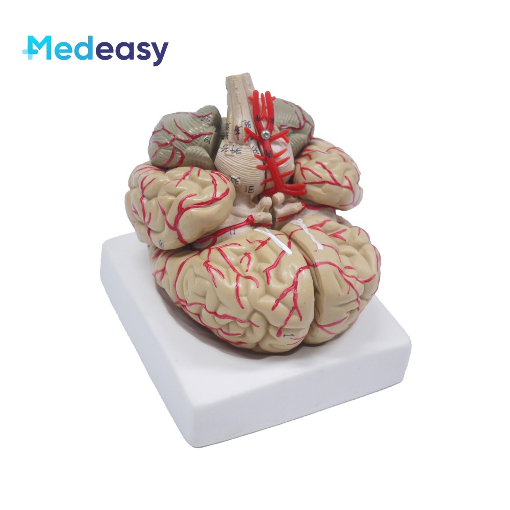 Human brain anatomy model Human organ structure teaching model, the ...