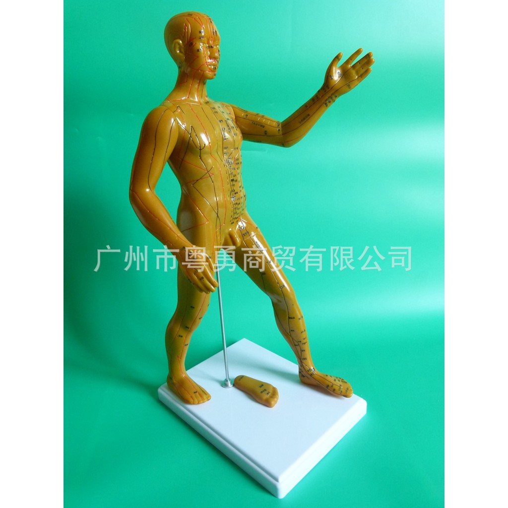 Q-8/Clear Engraved Version Font Human Body Meridian Model Acupuncture ...