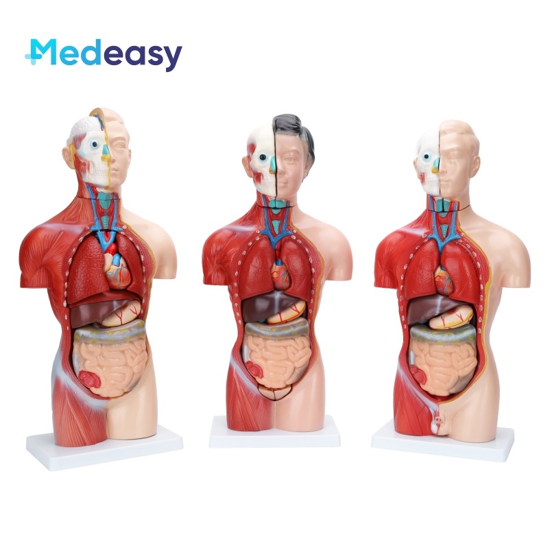 42cm Human Torso Anatomical Body Model | Shopee Malaysia