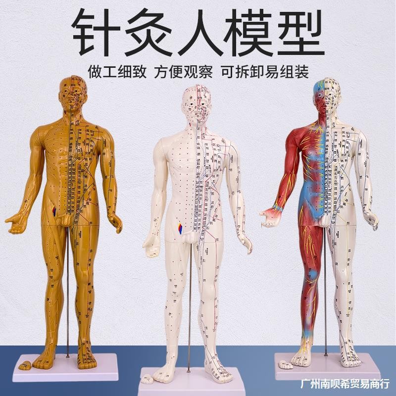 Q-8/Hd80cm178cm Acupuncture Point Meridian Human Body Model for ...