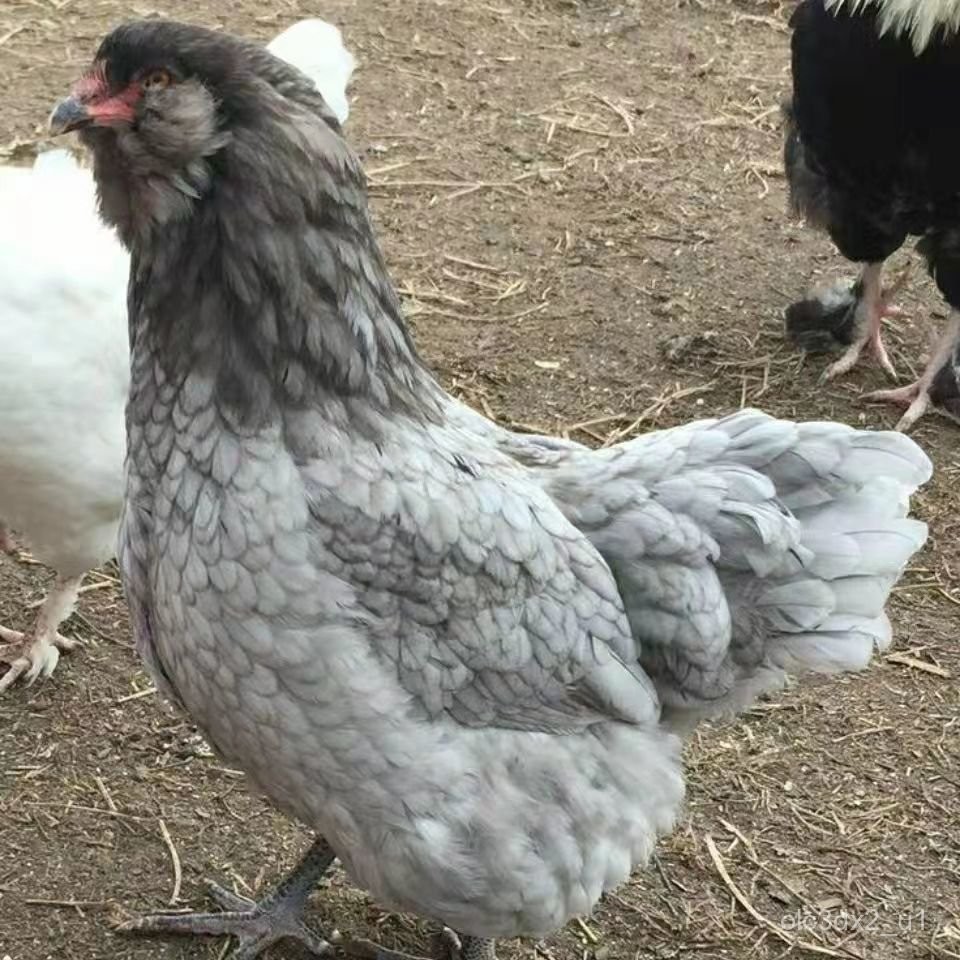 胡须鸡异色怀特鸡鱼鳞鸡波兰鸡5枚大体斑纹观赏鸡受精蛋种蛋(现货) MQXG | Shopee Malaysia