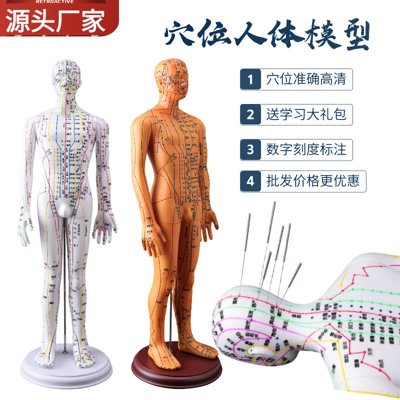 Q-8/50CM Ultra-Clear Meridian Male and Female Human Body Model Human ...