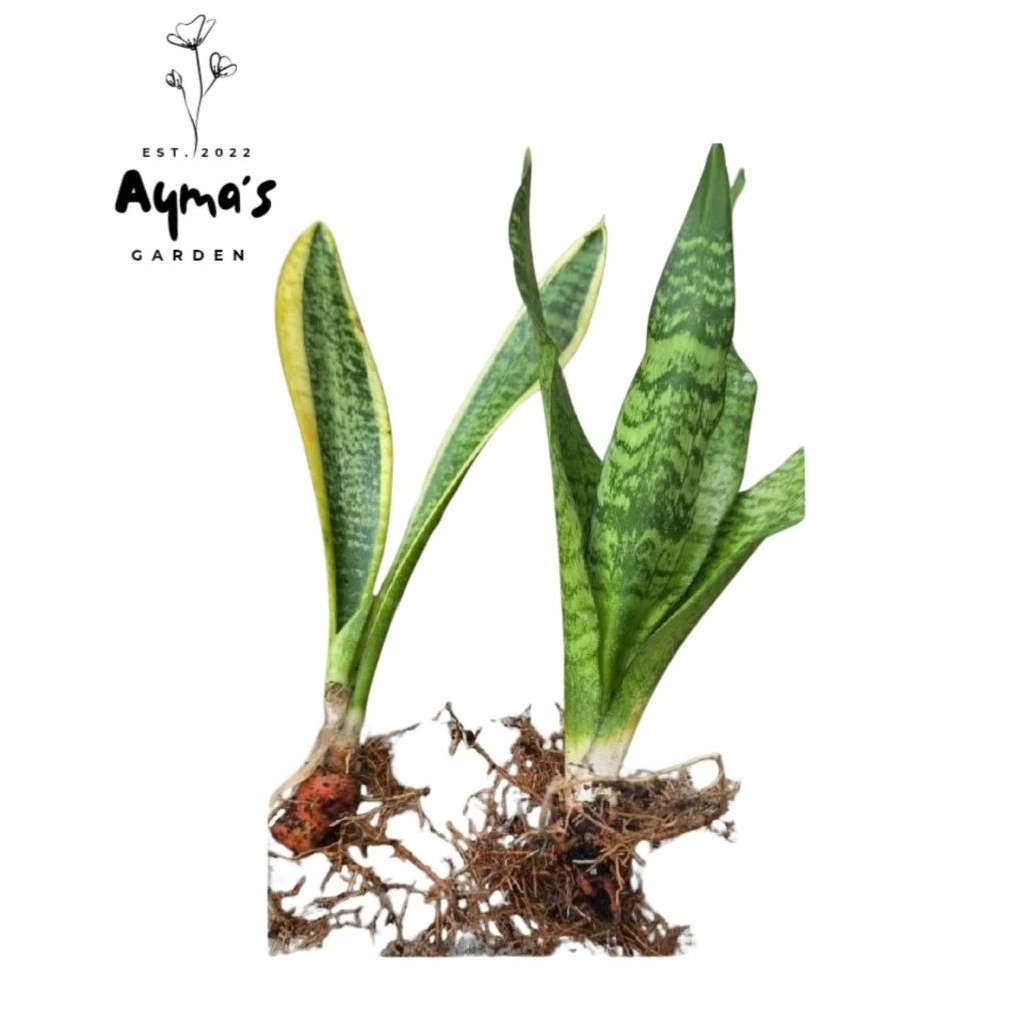 Ayma Services & Trading on Shopee
