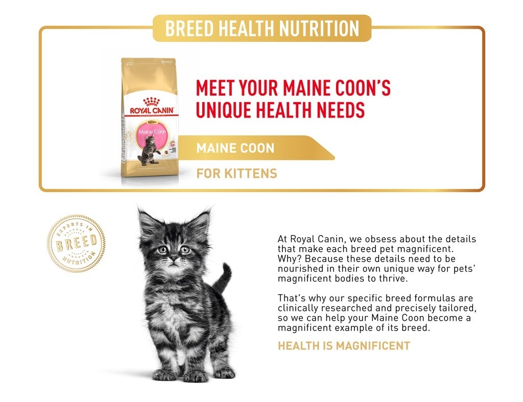 Royal Canin Maine Coon Kitten (2kg) Dry Cat Food Makanan Kucing