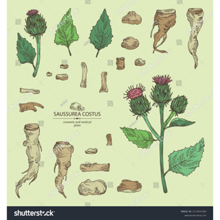 dry Costus Root/slice shoot akar pucuk 木香 mu xiang saussurea costus ...