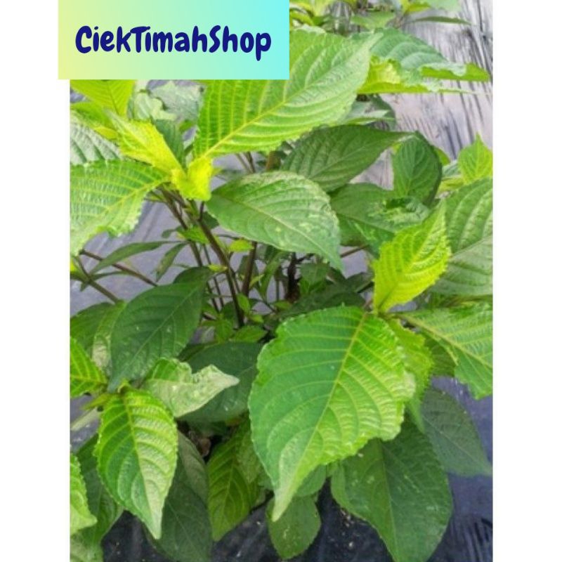 Pokok Pecah Kacapecah Beling Shopee Malaysia 9263