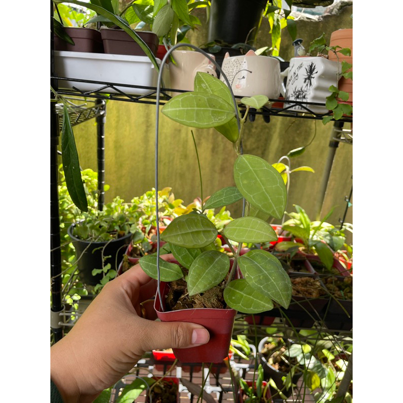 Hoya Elliptica (turtle shell hoya) | Shopee Malaysia