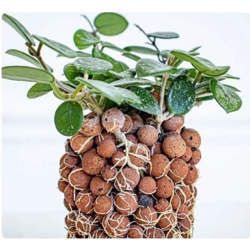LECA Hydro Balls – 0.5lb Semi-Hydroponic Grow Medium (Expanded Clay Pebbles)