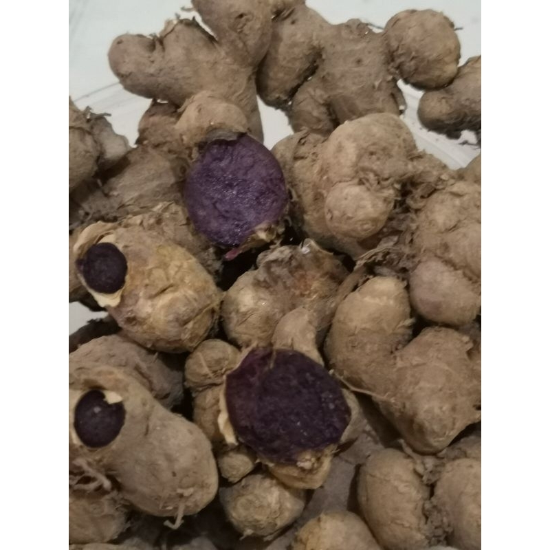 Kunyit Hitam Segar/Black Ginger 100gm Malaysia stock fast delivery ...