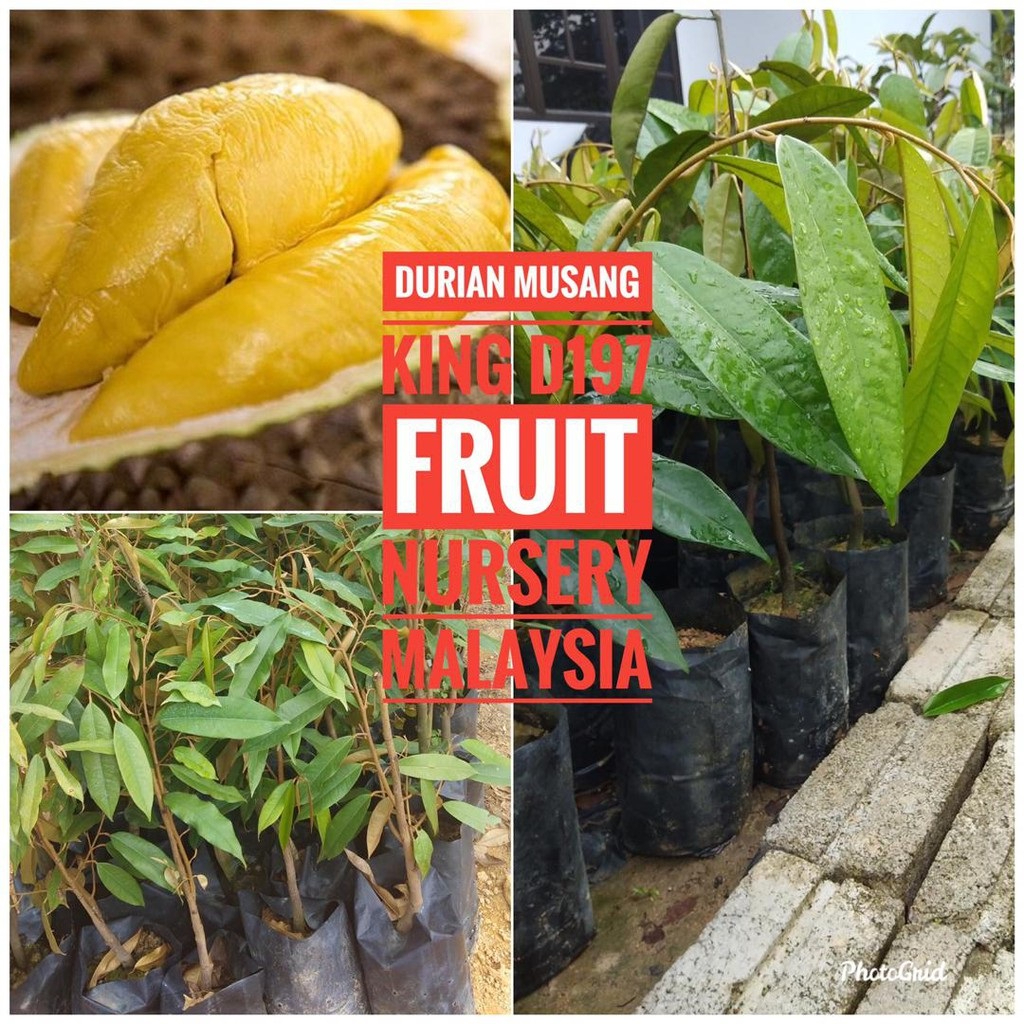 Anak Pokok Durian Musang King/Raja Kunyit (D197) M Size-Fruit Nursery ...