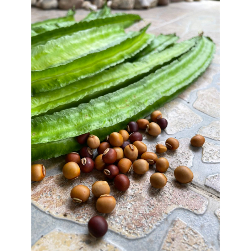 Biji Benih Kacang Kelisa Biji Benih Kacang Botol Winged Bean