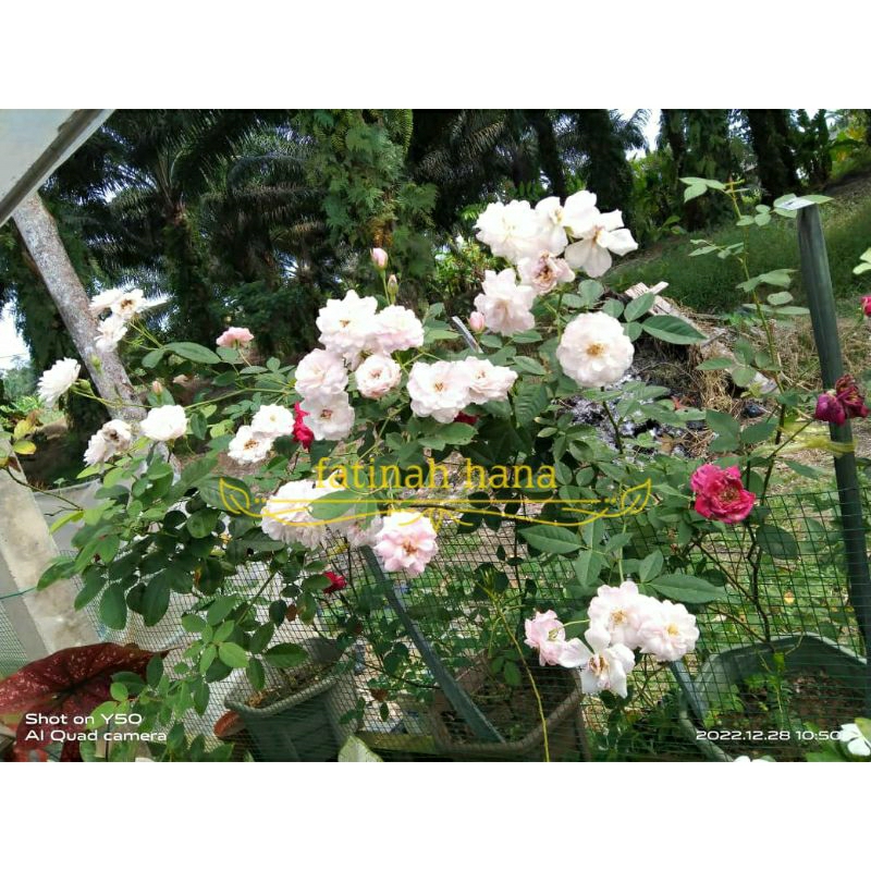 ANAK POKOK ROS KAMPUNG / ROSE OWNROOT / ROSE BERID | Shopee Malaysia