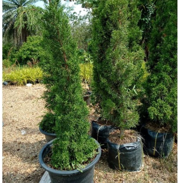 Anak pokok Krismas dalam polybag kecikFruit Nursery Malaysia Shopee
