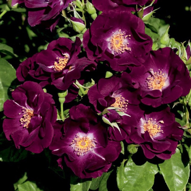 [hi, ID roses here!] POKOK BUNGA ROS | Shopee Malaysia