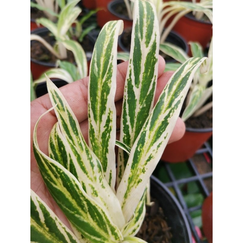 cyanea air plant Pink Quill, Tillandsia cyanea Kokedama