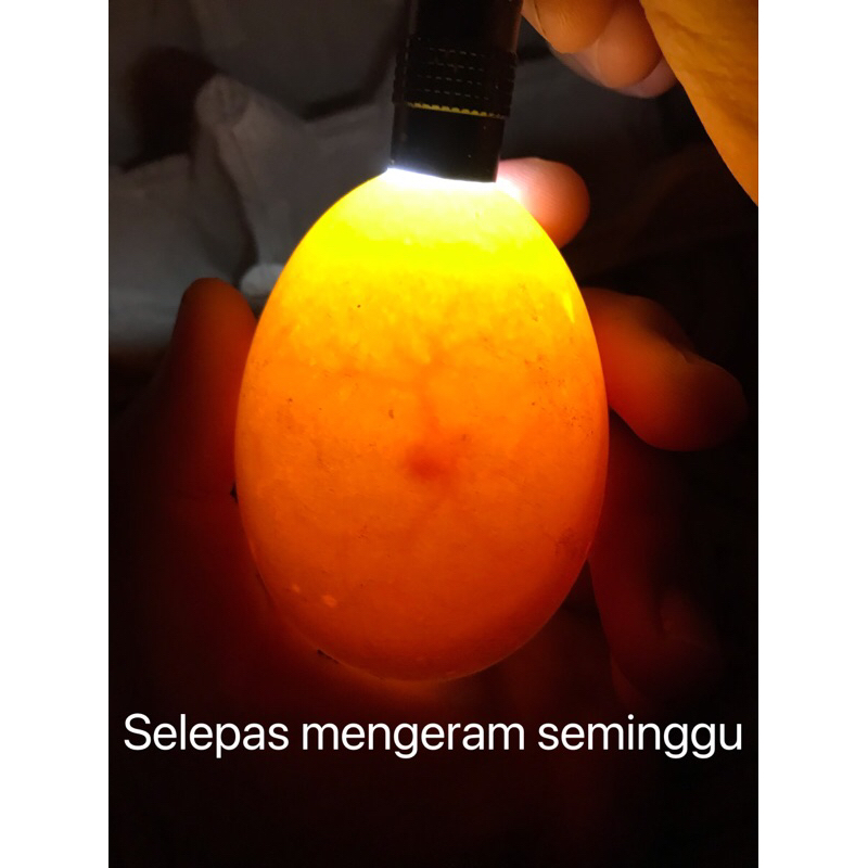 Goose Eggs Telur Angsa (5050berbenih) Shopee Malaysia