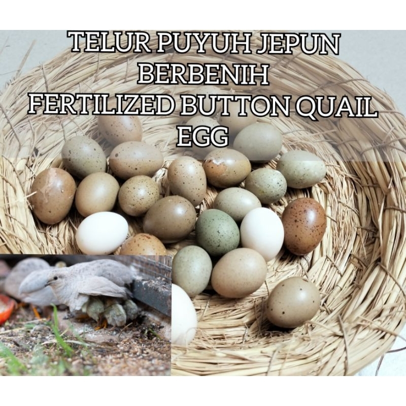 Picture of Telur puyuh jepun berbenih Button quail egg fertilized | Shopee Malaysia