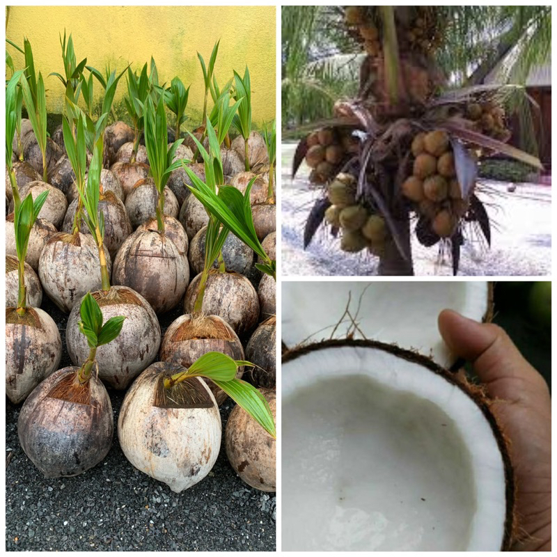 Anak Pokok Kelapa Sgg Berbuah Rendah Shopee Malaysia