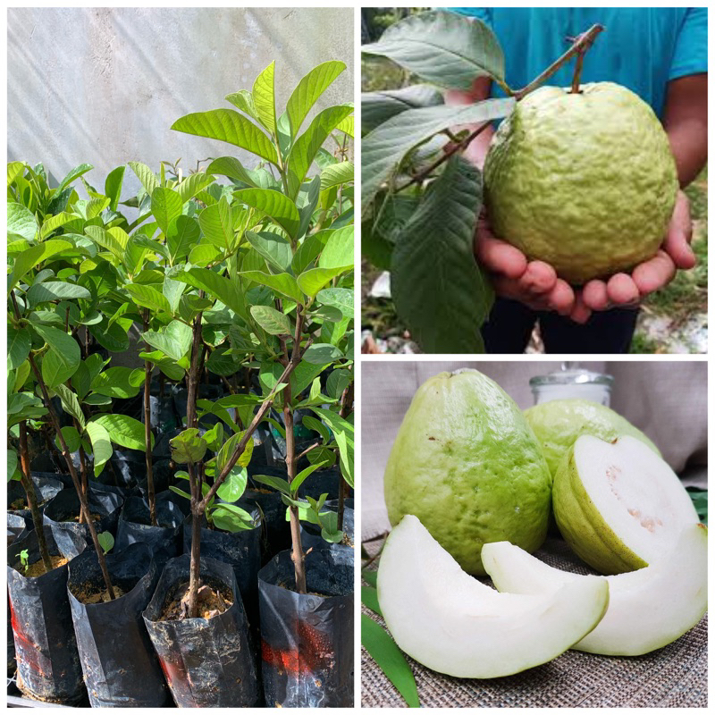 Anak pokok jambu batu lohan buah besar | Shopee Malaysia