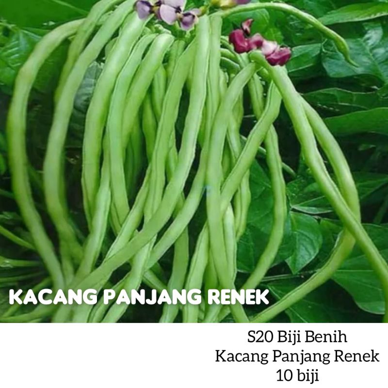 PILIHAN A 50 JENIS BENIH SAYURAN BERDAUN/BERBUAH/Vegetable Seeds ...