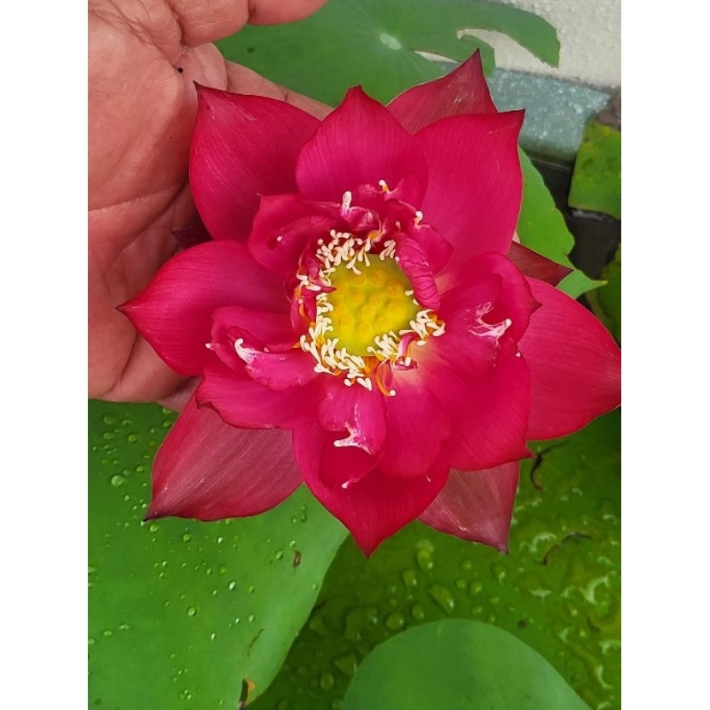 Plant Gift Chinese Lotus Flower, 荷花茶 Fleur de lotus chinois