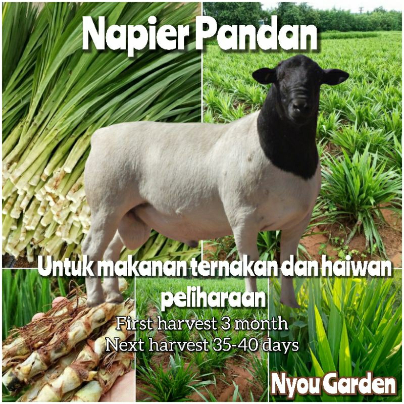 Keratan benih Rumput Napier Pandan Napier Dwarf | Shopee Malaysia