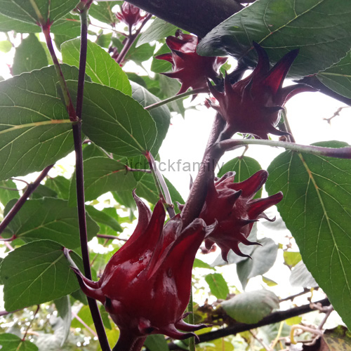 10 pcs Seed Biji Benih 种子/ Roselle Merah/ Asam belanda 玫瑰茄/洛神花 | Shopee ...