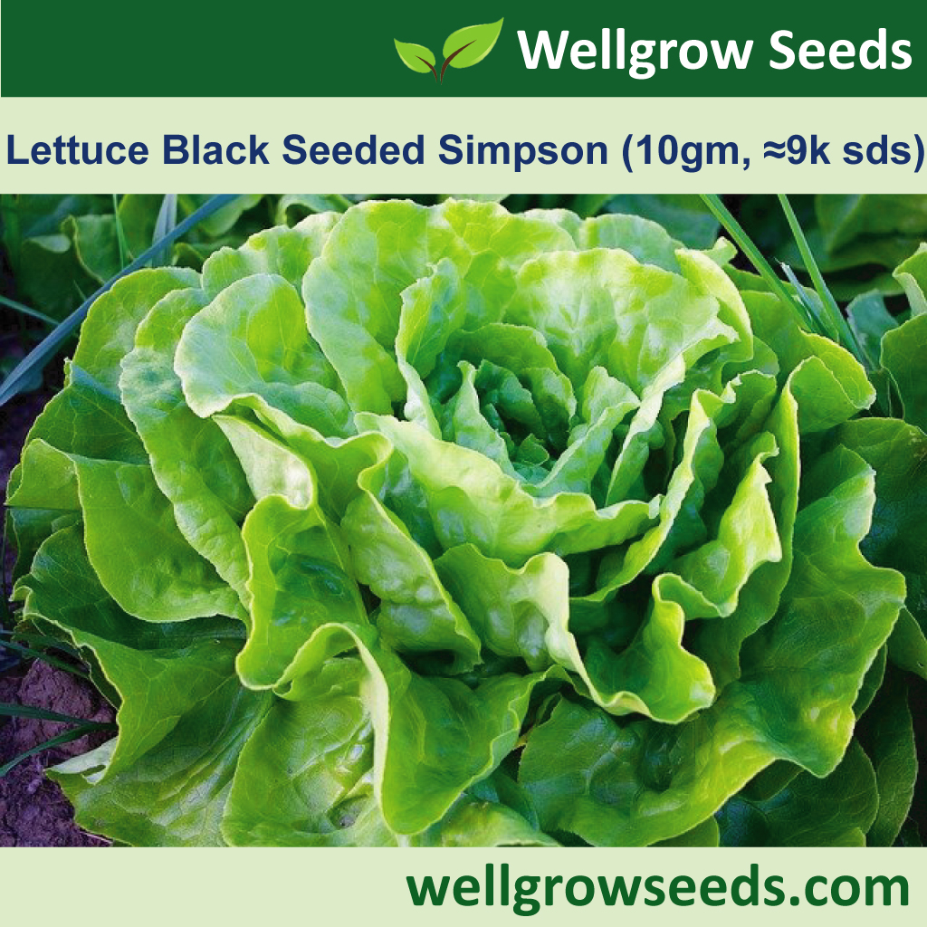 Lettuce Black Seeded Simpson (10gm, ≈9k sds) 辛普森黑籽生菜 Biji Benih Salad