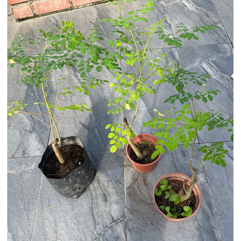 POKOK RAMUNGGAI @ KELOR | Shopee Malaysia