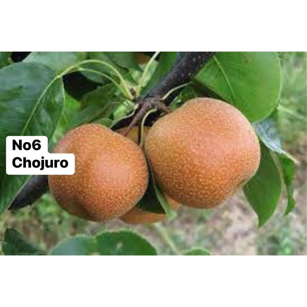 Anak Pokok Pear Pelbagai Jenis | Shopee Malaysia