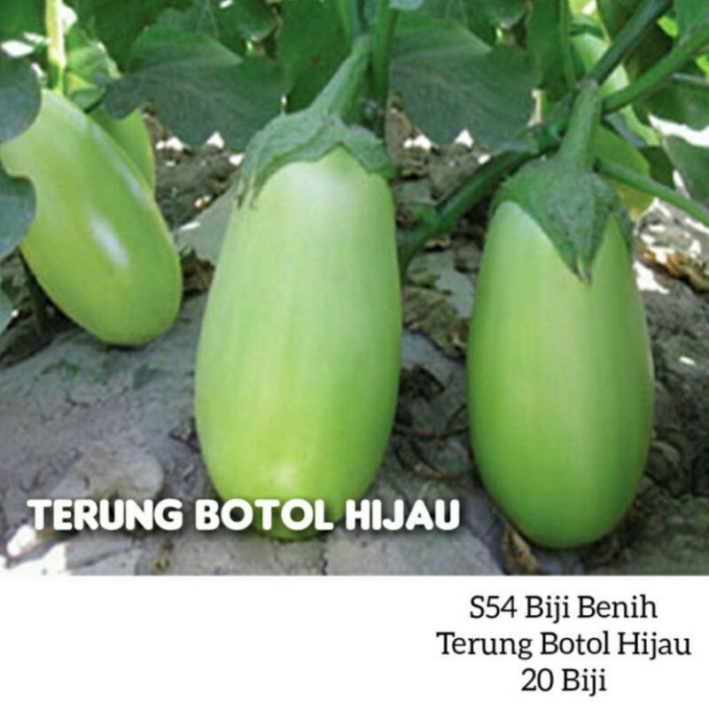 PILIHAN B 50 JENIS BENIH SAYURAN BERDAUN/BERBUAH/Vegetable Seeds ...