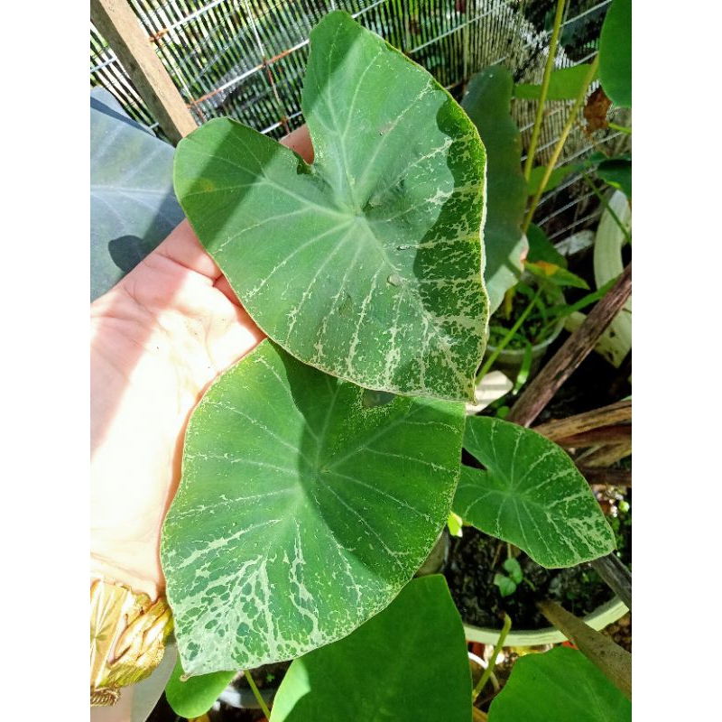 Colocasia Aqualitis New SP/Telinga Gajah | Shopee Malaysia