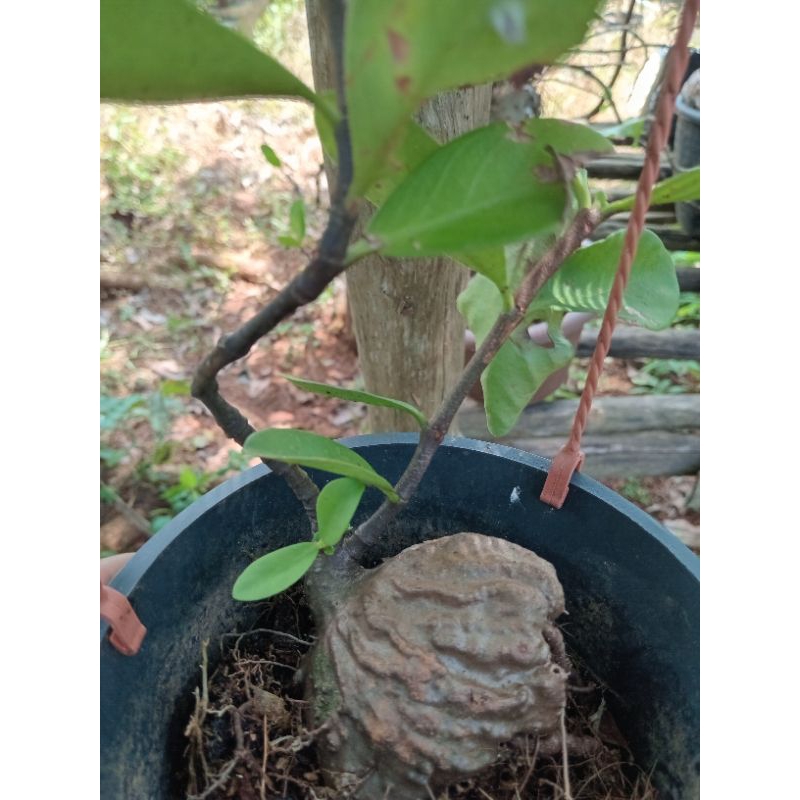 Pokok Herba Raja Satong( sarang semut)  Shopee Malaysia