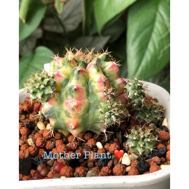 Cactus - Variegated Gymno Var short spine (beautiful var) | Shopee Malaysia