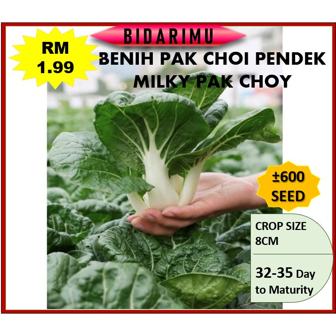 Benih Sayur Sawi 600 Seed Benih Sawi Susu Putih Kecil Milky White Pak