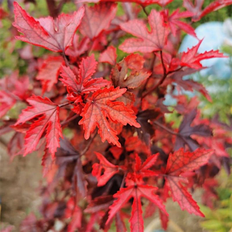 Malaysia Maple Reddish Wonderful Raya Plant Cranberry Hibiscus | Shopee ...