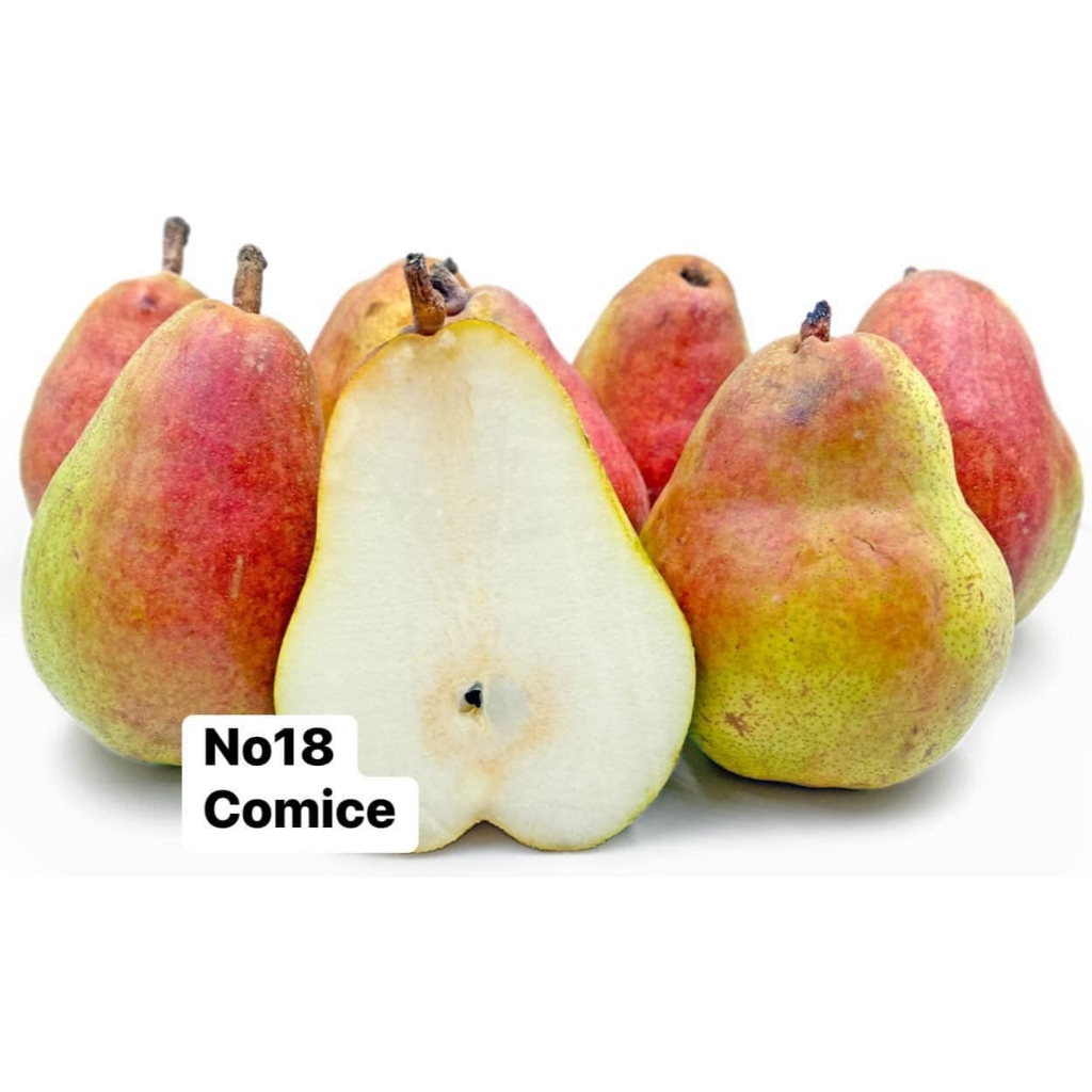 Anak Pokok Pear Pelbagai Jenis | Shopee Malaysia