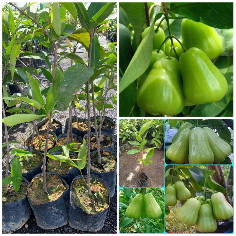 Anak Pokok Jambu Madu Thailand Hijau Shopee Malaysia