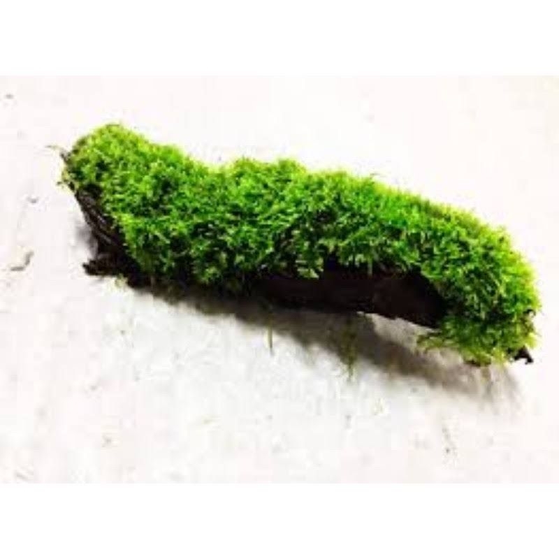 (MURAH) java moss on wood | Shopee Malaysia